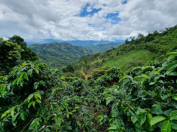 Papua New Guinea Coffee