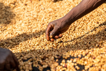 Close up of farmer touching drying coffee