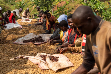 July Coffee of the Month + Brew Guide: Burundi Izuba