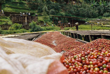 Image of coffee berries in Rwanda