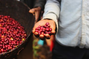 What is coffee innovation and why you should care