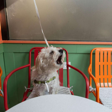 dog sat outside cafe