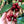 Cherry Velvet coffee cherries on a branch with a hand holding them amidst green leaves.