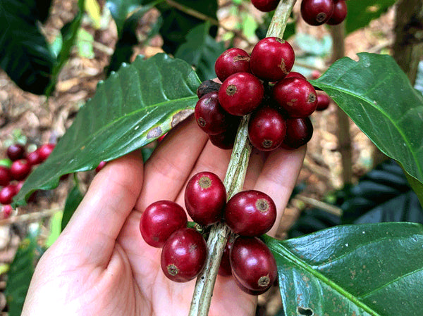 Cherry Velvet coffee cherries on a branch with a hand holding them amidst green leaves.