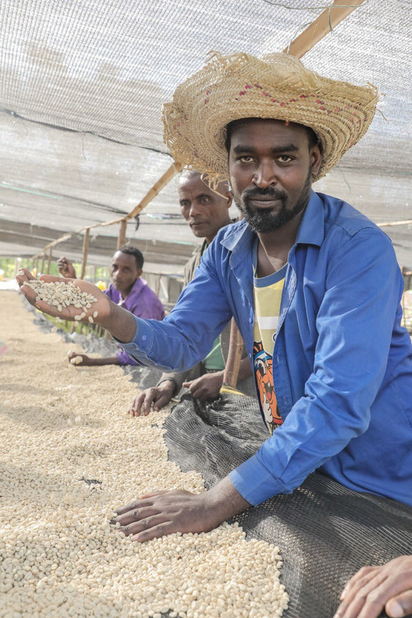 Ethiopia Limu