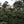 Nicaragua Sajonia
