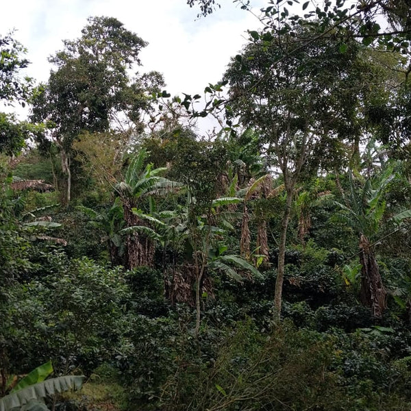 Nicaragua Sajonia