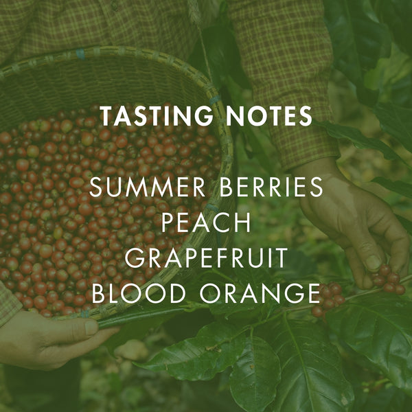 Summer Punch Blend